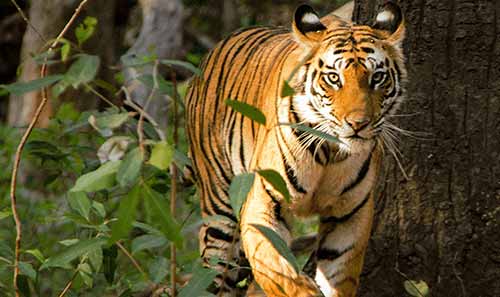 4-Day Golden Triangle & Ranthambore Tiger Safari