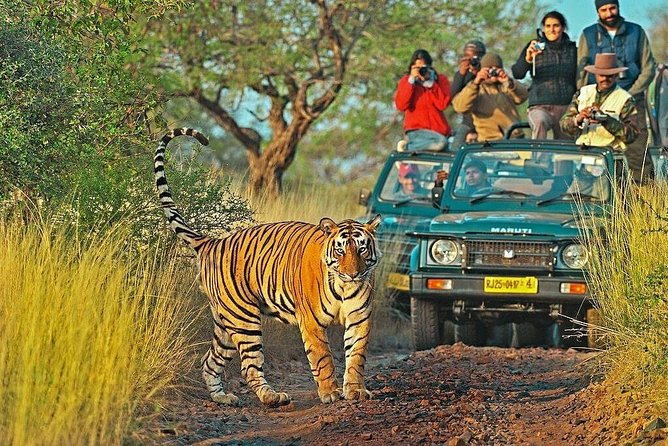 4-Day Golden Triangle & Ranthambore Tiger Safari Luxury Tour from Delhi