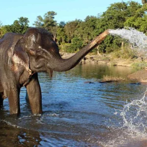 Sunrise Taj Mahal & Elephant Conservation Tour from Delhi by Private Car