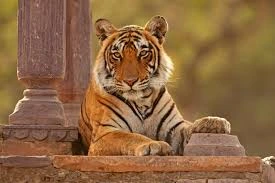 4-Day Golden Triangle & Ranthambore Tiger Safari Luxury Tour from Delhi